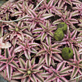 Cryptanthus_.jpg