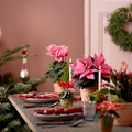 Euphorbia_Schlumbergera_Cyclamen_Conifera_kalanchoe.jpg