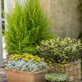 Hebe-Cotula-Sedum-Cypressus.JPG