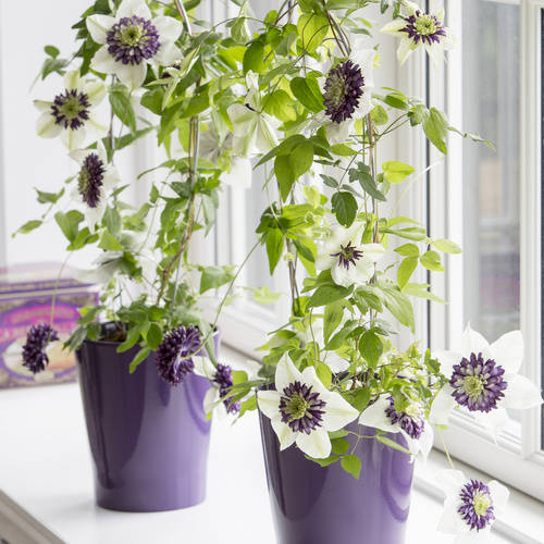 Clematis Ranunculaceae (8163)