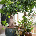 Ficus_microcarpa_-_luftrensere.jpg