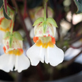 Impatiens_velvetea_20140521y61a1289.jpg