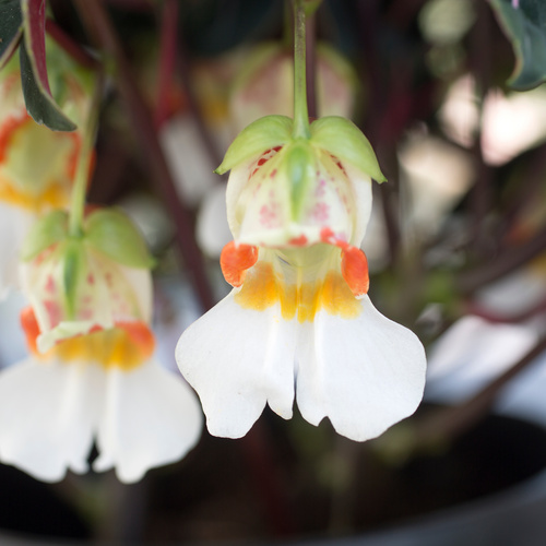 Impatiens Balsaminaceae (10677)