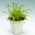 drosera_capensis.tif