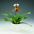 816-paphiopedilum2.tif