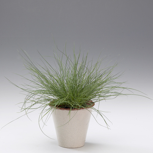 Festuca Poaceae (9548)