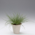 Festuca glauca.jpg