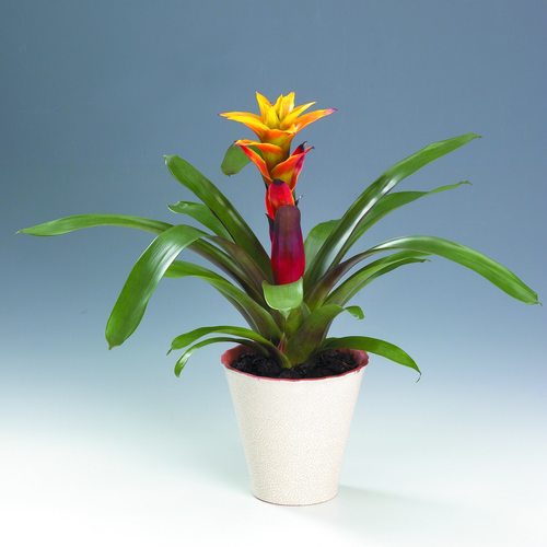 Guzmania Bromeliaceae (9869)