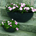 impatiens.tif