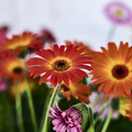 Gerbera_-_Rostgaard1.tif