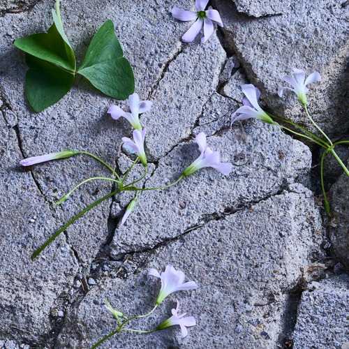 Oxalis Oxalidaceae (409066)