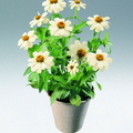 zinnia_eleg_plakat_2006.tif