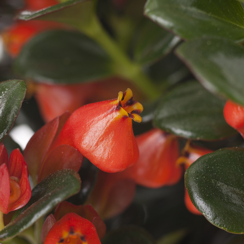 Nematanthus Gesneriaceae (11812)