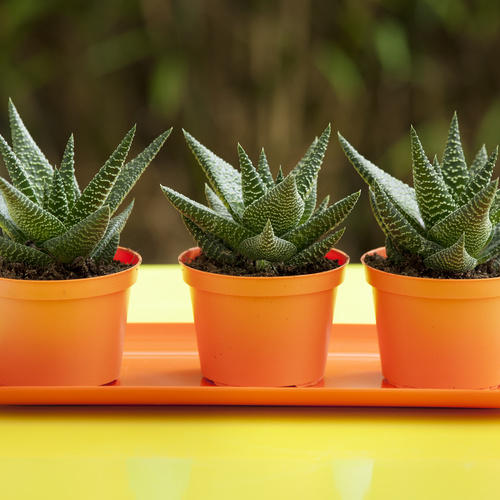 Gasterhaworthia Aloaceae (9680)