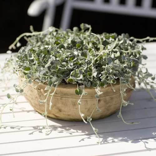 Dichondra Convolvulaceae (8727)