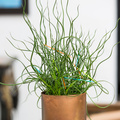 Juncus_effusus_.jpg