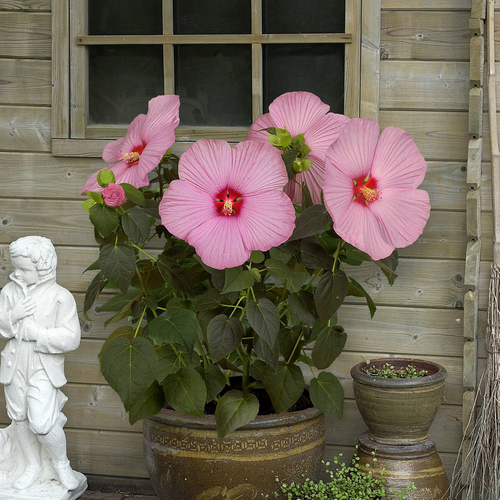 Hibiscus Malvaceae (10149)