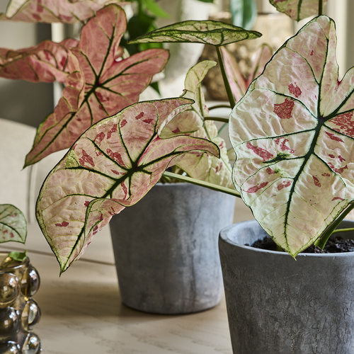 Caladium Araceae (394950)