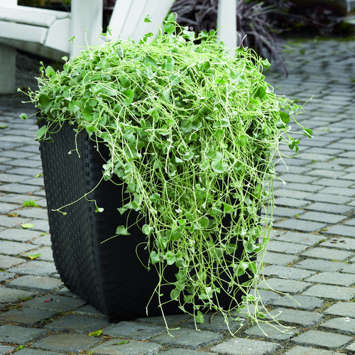 Dichondra Convolvulaceae (8731)