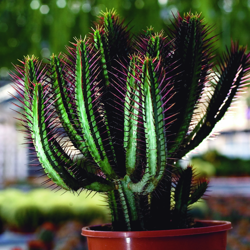 euphorbia _heptagona_1.tif