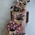 Family_Plants_-_Hypoestes__2_.jpg