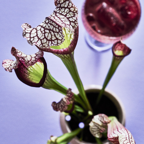 Sarracenia Sarraceniaceae (436917)