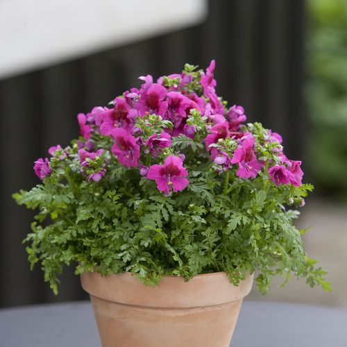 Schizanthus Solanaceae (14402)