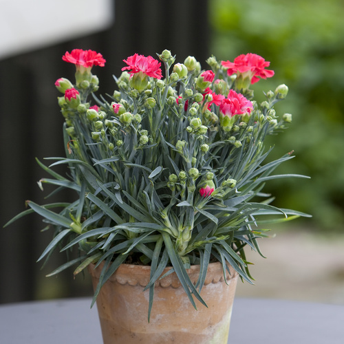 Dianthus Caryophyllaceae (8695)