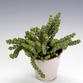 Crassula rupestris.jpg