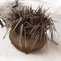 dracaena.tif