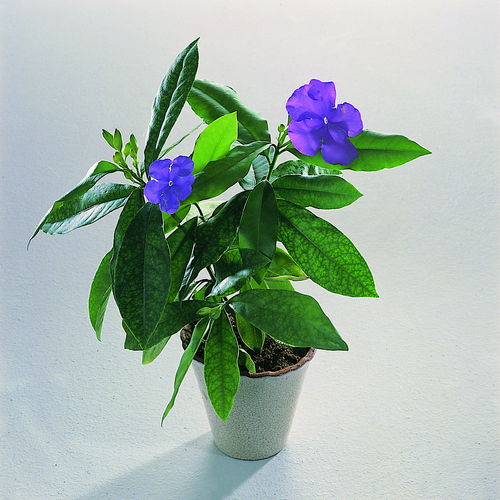 Brunfelsia Solanaceae (7257)