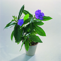 186b_brunfelsia_pa.tif