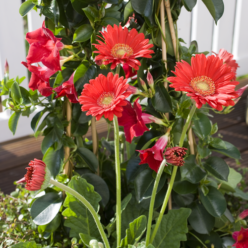 Gerbera Asteraceae (9820)