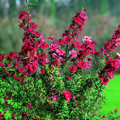 Leptospermum Myrtaceae (11465)