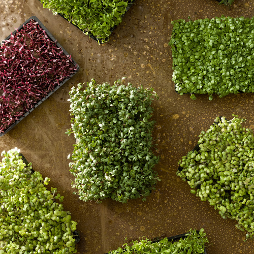 Lepidium Brassicaceae (11458)