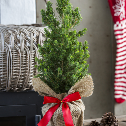 Picea Pinaceae (12794)