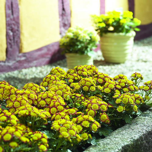 Chrysania Asteraceae (8052)