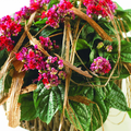 clerodendrum.tif