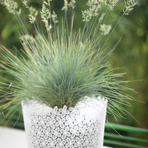 Festuca Poaceae (9547)