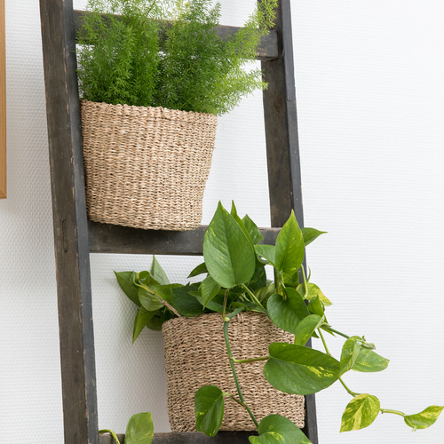 Asparagis_densiflorus_Epipremnum_pinnatum_-_luftrensere.jpg