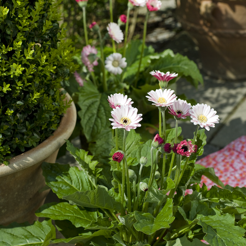 Gerbera Asteraceae (9818)