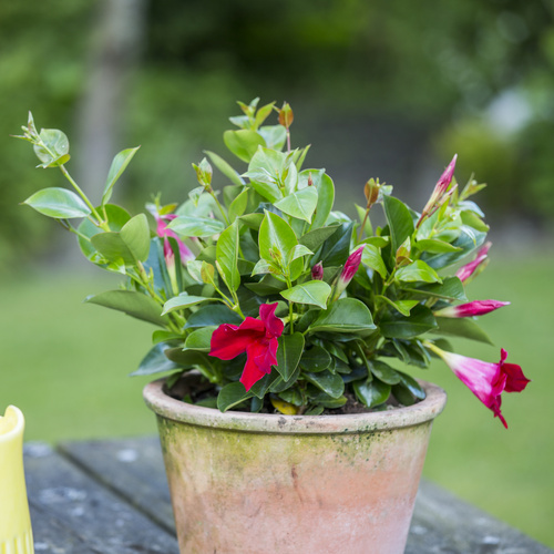 Mandevilla (Dipladenia) Apocynaceae (11570)