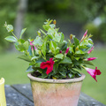 Mandevilla_dipledenia_hybrid.JPG