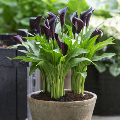 Zantedeschia Araceae (15414)