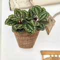 Calathea_roseopicta_20191126__1_.JPG