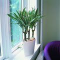 2429c_dracaena_deremensis.tif