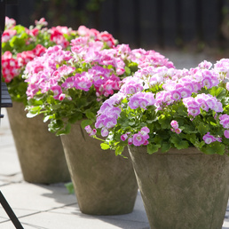 billede af Pelargonium