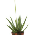 aloe_chinensi.jpg