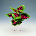 283-coleus blumei.tif