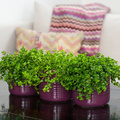 20120614WF9R0053-Peperomia_Deppeana.jpg